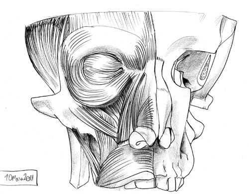 dessin plastine ULC anatomie (6)
